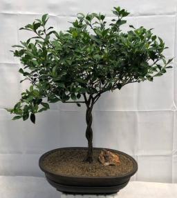 Flowering Gardenia Bonsai Tree <br>Braided Trunk <br><i>(jasminoides miami supreme)</i>