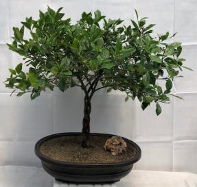 Flowering Gardenia Bonsai Tree <br>Braided Trunk <br><i>(jasminoides miami supreme)</i>