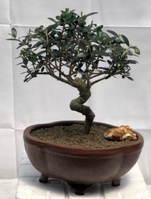 Flowering & Fruiting European Olive Bonsai Tree<br><i>Coiled Trunk Style<br>(olea europaea 