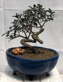 Flowering & Fruiting European Olive Bonsai Tree<br><i>Coiled Trunk Style<br>(olea europaea 