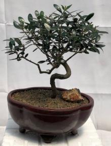 Flowering & Fruiting European Olive Bonsai Tree<br><i>Coiled Trunk Style<br>(olea europaea 