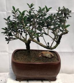 Flowering & Fruiting European Olive Bonsai Tree<br><i>Coiled Trunk Style<br>(olea europaea 