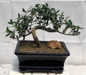 Flowering & Fruiting European Olive Bonsai Tree<br><i>Coiled Trunk Style<br>(olea europaea 