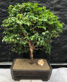 Flowering Jaboticaba Bonsai Tree <br><i>(eugenia cauliflora)</i>