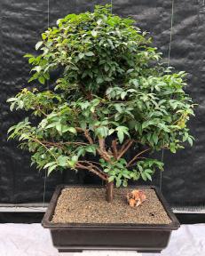 Flowering Jaboticaba Bonsai Tree <br><i>(eugenia cauliflora)</i>