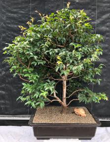 Flowering Jaboticaba Bonsai Tree <br><i>(eugenia cauliflora)</i>