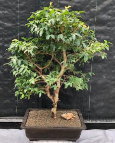 Flowering Jaboticaba Bonsai Tree <br><i>(eugenia cauliflora)</i>