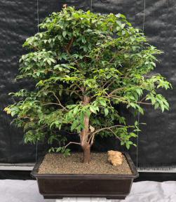 Flowering Jaboticaba Bonsai Tree <br><i>(eugenia cauliflora)</i>