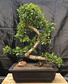 Flowering Fukien Tea Bonsai Tree<br>Curved Trunk & Tiered Branching<br><i>(ehretia microphylla)</i>