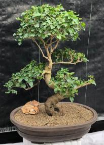 Flowering Ligustrum Bonsai Tree <br>Curved Trunk & Tiered Branching Style <br><i>(ligustrum lucidum)</i>