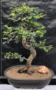 Chinese Elm Bonsai Tree <br>Curved Trunk & Tiered Branching <br><i>(ulmus parvifolia)</i>