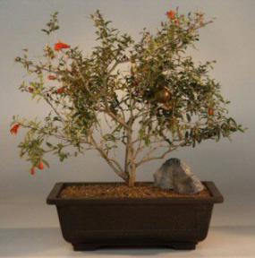 Dwarf Pomegranate<br><i>(punica granatum)</i>