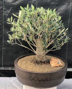 Flowering & Fruiting European Olive Bonsai Tree<br><i>(olea europaea 