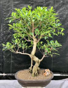 Ficus Retusa Bonsai Tree<br>Curved Trunk & Tiered Branching<br><i>(ficus retusa)</i>