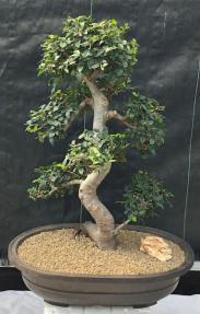 Chinese Elm Bonsai Tree <br>Curved Trunk & Tiered Branching Style <br><i>(ulmus parvifolia)</i>