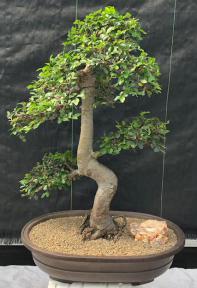 Chinese Elm Bonsai Tree <br>Curved Trunk & Tiered Branching Style<br><i>(ulmus parvifolia)</i>