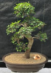 Chinese Elm Bonsai Tree <br>Curved Trunk & Tiered Branching Style <br><i>(ulmus parvifolia)</i>