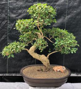 Flowering Ligustrum Bonsai Tree<br>Curved Trunk & Tiered Branching Style<br><i>(ligustrum lucidum)</i>