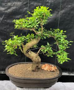 Flowering Ligustrum Bonsai Tree<br>Curved Trunk & Tiered Branching Style<br><i>(ligustrum lucidum)</i>