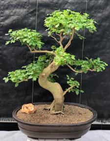 Flowering Ligustrum Bonsai Tree<br>Curved Trunk & Tiered Branching Style<br><i>(ligustrum lucidum)</i>