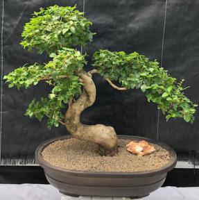 Flowering Ligustrum Bonsai Tree<br>Curved Trunk & Tiered Branching Style<br><i>(ligustrum lucidum)</i>