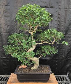 Flowering Ligustrum Bonsai Tree<br>Curved Trunk & Tiered Branching Style<br><i>(ligustrum lucidum)</i>