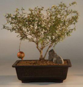 Dwarf Pomegranate<br><i>(punica granatum)</i>