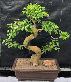 Flowering Ligustrum Bonsai Tree<br>Curved Trunk & Tiered Branching Style<br><i>(ligustrum lucidum)</i>