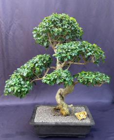 Flowering Ligustrum Bonsai Tree<br>Curved Trunk & Tiered Branching Style<br><i>(ligustrum lucidum)</i>