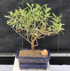 Flowering & Fruiting European Olive Bonsai Tree<br><i>(olea europaea 