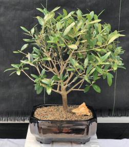 Flowering & Fruiting European Olive Bonsai Tree<br><i>(olea europaea 