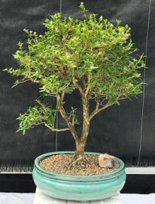 Flowering Chinese White Serissa<br>Bonsai Tree Of A Thousand Stars<br><i>(serissa japonica)</i>