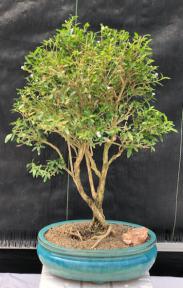 Flowering Chinese White Serissa<br>Bonsai Tree Of A Thousand Stars<br><i>(serissa japonica)</i>