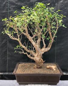 Mexican Frankincense Bonsai Tree<br>(Bursera fagaroides)