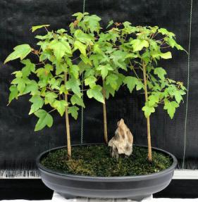 Trident Maple Bonsai Tree<br>Three(3) Tree Forrest Group<br><i>(Acer Buergerianum)</i>
