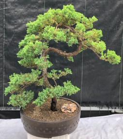 Juniper Bonsai Tree - Trained <br><i>(juniper procumbens nana)</i>