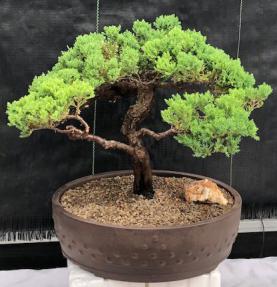 Juniper Bonsai Tree - Trained <br><i>(juniper procumbens nana)</i>