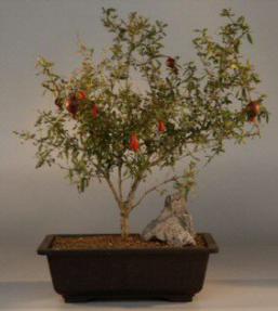 Dwarf Pomegranate<br><i>(punica granatum)</i>
