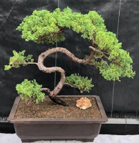 Juniper Bonsai Tree - Trained <br><i>(juniper procumbens nana)</i>