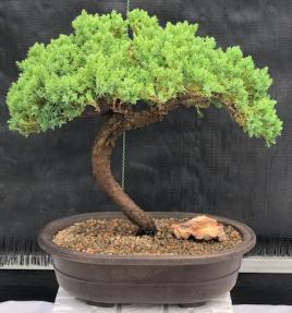 Juniper Bonsai Tree - Trained <br><i>(juniper procumbens nana)</i>