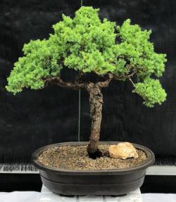 Juniper Bonsai Tree - Trained <br><i>(juniper procumbens nana)</i>