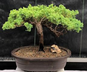 Juniper Bonsai Tree - Trained <br><i>(juniper procumbens nana)</i>