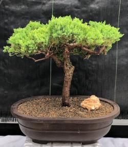 Juniper Bonsai Tree - Trained <br><i>(juniper procumbens nana)</i>