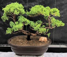 Juniper Bonsai Tree - Trained <br><i>(juniper procumbens nana)</i>