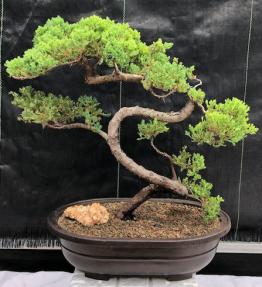 Juniper Bonsai Tree - Trained <br><i>(juniper procumbens nana)</i>