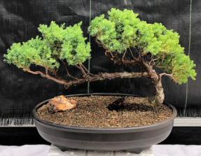 Juniper Bonsai Tree - Trained <br><i>(juniper procumbens nana)</i>