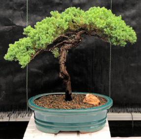 Juniper Bonsai Tree - Trained <br><i>(juniper procumbens nana)</i>