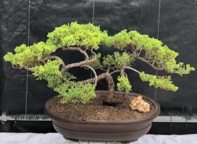 Juniper Bonsai Tree - Trained <br><i>(juniper procumbens nana)</i>