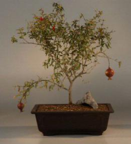 Dwarf Pomegranate<br><i>(punica granatum)</i>