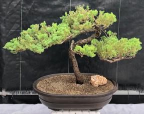 Juniper Bonsai Tree - Trained <br><i>(juniper procumbens nana)</i>